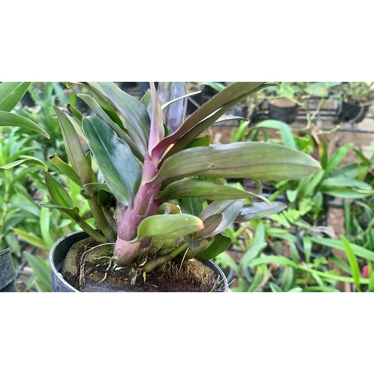 Dendro nhật hibiki chậu trưởng thành nhiều thân