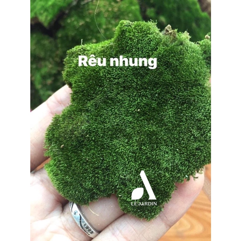 Rêu Nhung - trang trí chậu bonsai và tiểu cảnh -  set bình terrarium, gắn lũa, đá hồ bán cạn
