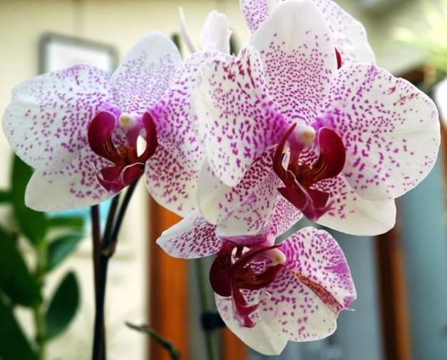 Hoa lan hồ điệp đại giống