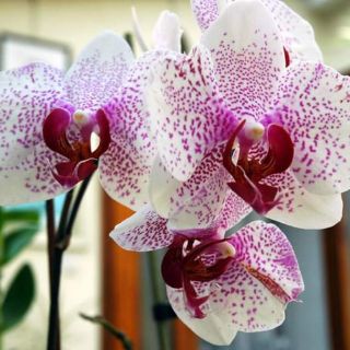 Hoa lan hồ điệp đại giống