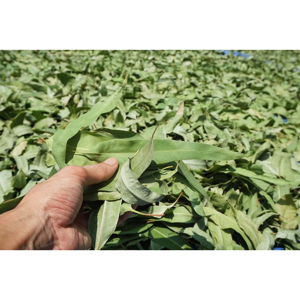 Nhang Khuynh Diệp 100% Organic Tẩy Uế Trừ Tà - Nhang Sạch Tự Nhiên Organic An Toàn Cho Người Sử Dụng -Hộp 100 và 160 Cây