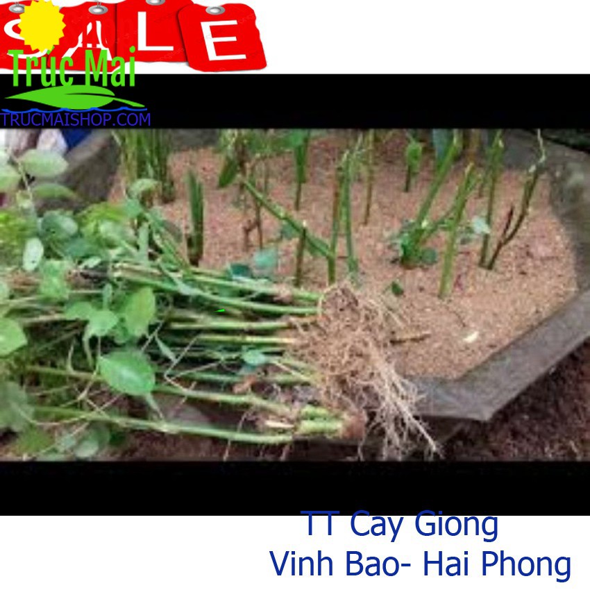 Khóm 10 Gốc cây rau ngót dinh dưỡng lá to thu hoạch quanh năm ✅ Vườn hoa giống VBHP