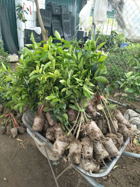 Cây giống chanh đào