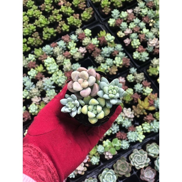 Siêu giảm giá sen đá mix 3 cây ngẫu ngiên siêu xinh