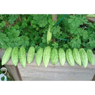 Hạt giống Khổ Qua ( Mướp Đắng)