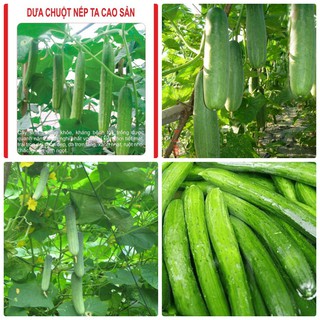 Hạt giống dưa chuột nếp ta ngon giòn năng suất F1-1gr