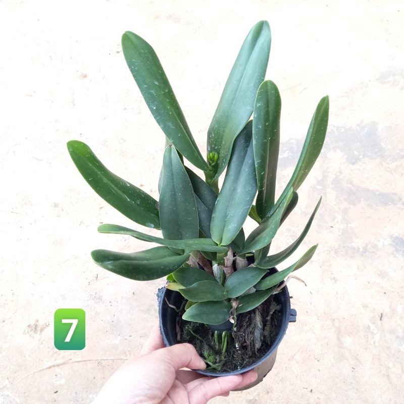 Hoa lan Cattleya trưởng thành sắp hoa chọn màu