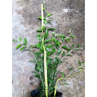 Cúc tần ấn độ
