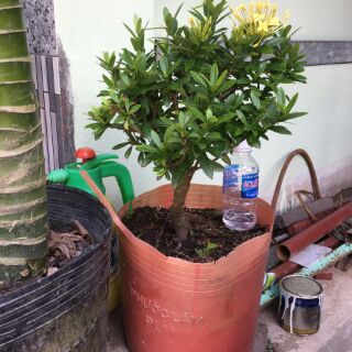 Gốc cây Trang vàng ( mẫu đơn lá nhỏ vàng )