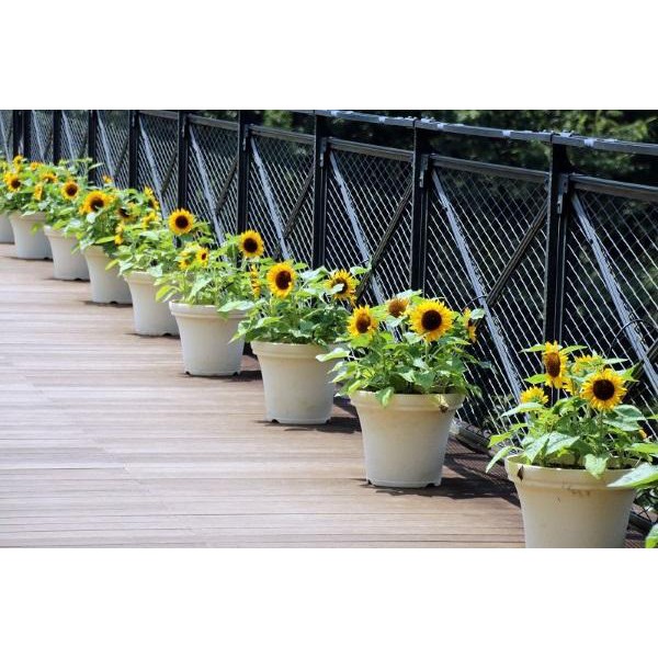 Cây giống hoa hướng dương lùn