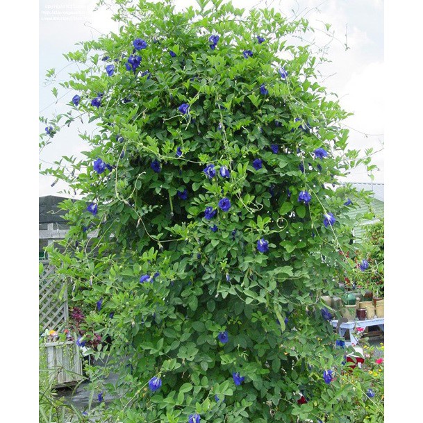 Hạt giống Hoa Đậu Biếc Dễ Chăm Sóc, Hoa Nở Liên Tục, Trồng Được Quanh Năm tặng kích mầm + hướng dương lùn