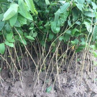 Cây giống bằng lăng tím