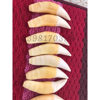 Nanh hổ giả N02