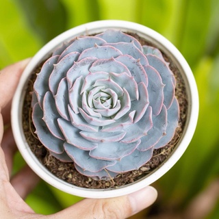 Sen đá hồng phấn 9-11cm - Vườn sen đá