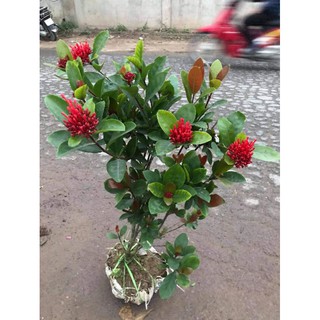 cây mẫu đơn ta