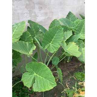 Bạc hà tươi 1kg