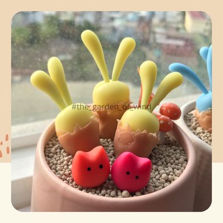 Sen đá tai thỏ / Monilaria moniliforme / Sen đá đất sét