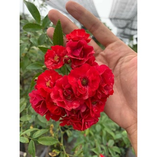 Hoa hồng Red _ Fairy