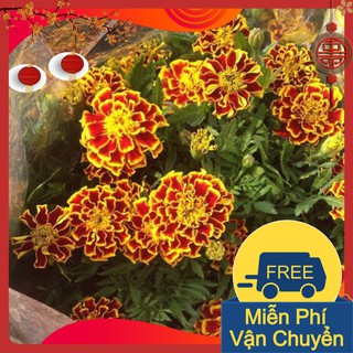 Combo 3 Gói Hạt Giống Hoa Cúc Vạn Thọ Pháp
