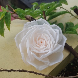 Hoa cài áo handmade cao cấp