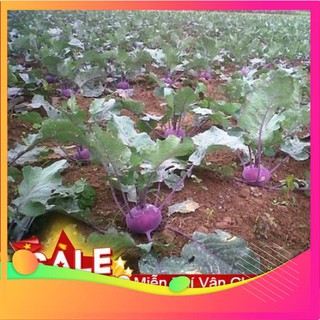 Hạt Giống Su Hào Tím - 30 Hạt [ Tặng bộ dụng cụ làm vườn Mini 3 món ] VIETGAR