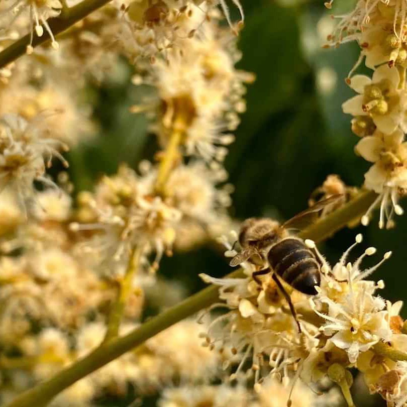 Mật ong nguyên chất 100% BEE Honey hoa cà phê 150g Thế Hồng Honey ( TRẢ HÀNG NẾU HÀNG KHÔNG THẬT)