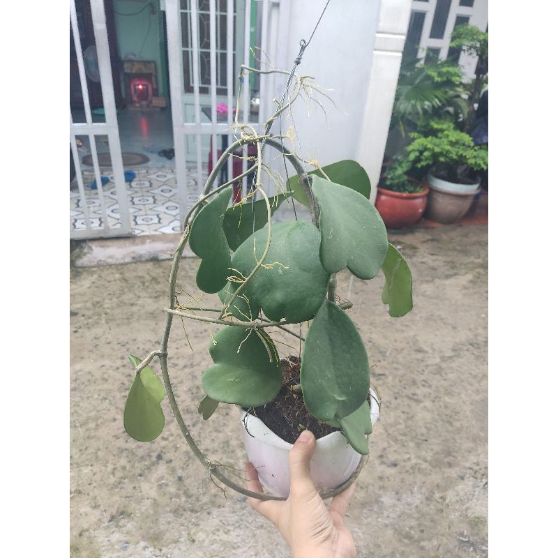 Cẩm cù trái tim chậu đại