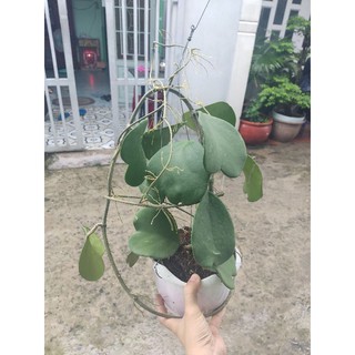 Cẩm cù trái tim chậu đại