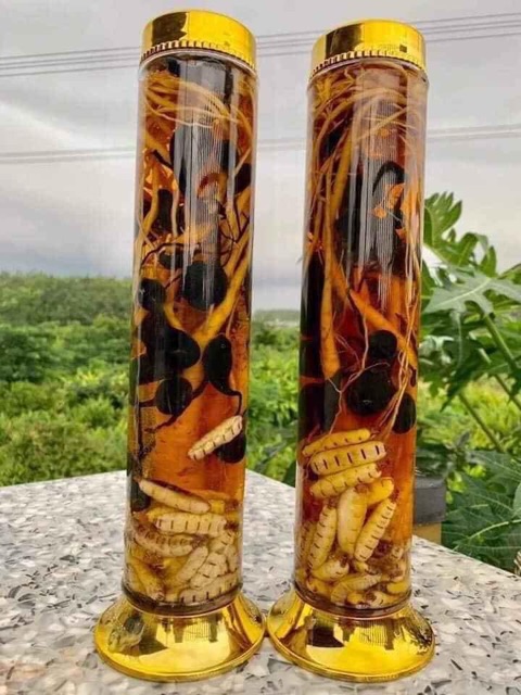 ☘️💥SÂM Ô LINH rừng 100gr 🌴🍀