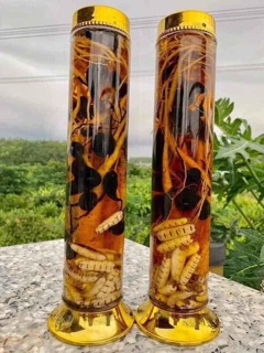 ☘️💥SÂM Ô LINH rừng 100gr 🌴🍀
