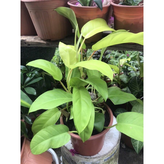Trầu bà cột lá vàng