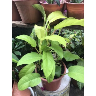 Trầu bà cột lá vàng
