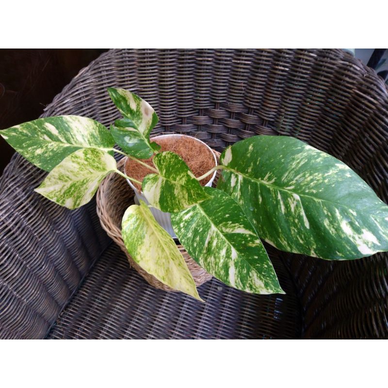 TRẦU BÀ LÁ XẺ EPIPRENUM PINNATUM VARIEGATE