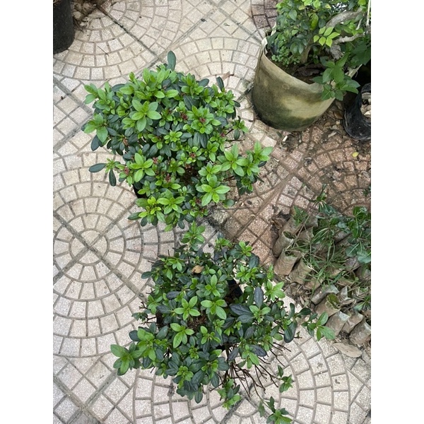 Cây hoa đỗ quyên kép Ngagarden