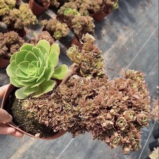 sen đá aeonium crest thuần khí hậu nóng