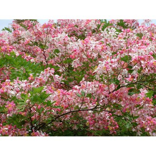 CÂY GIỐNG MUỒNG ANH ĐÀO (MUỒNG HOA ĐÀO), CÂY SIÊU ĐẸP - NBCGHMADS