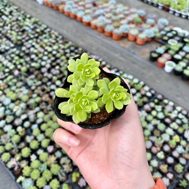 Sedum Hoa Hồng Xanh