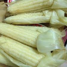 ( Gói 50 hạt ) Hạt giống ngô nếp bắp cao sản dễ trồng kháng bệnh tốt năng suất cao-Tổng kho hạt giống giá rẻ