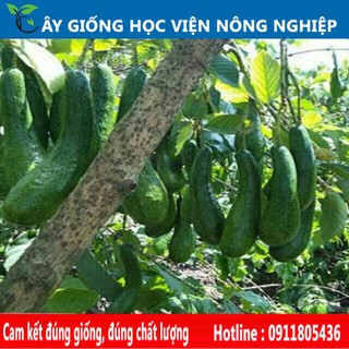 Cây giống bơ 034 tiềm năng ra quả quang năm