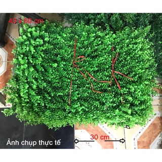 Cỏ Treo Tường Tai Chuột