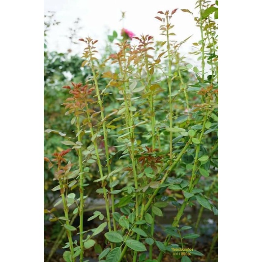 Phân bón hoa NPK 16-16-8 +13S+TE Phú Mĩ - Gíup cây phục hồi nhanh, nuôi cành, tạo tán, phát triển cân đối - Túi 500gr