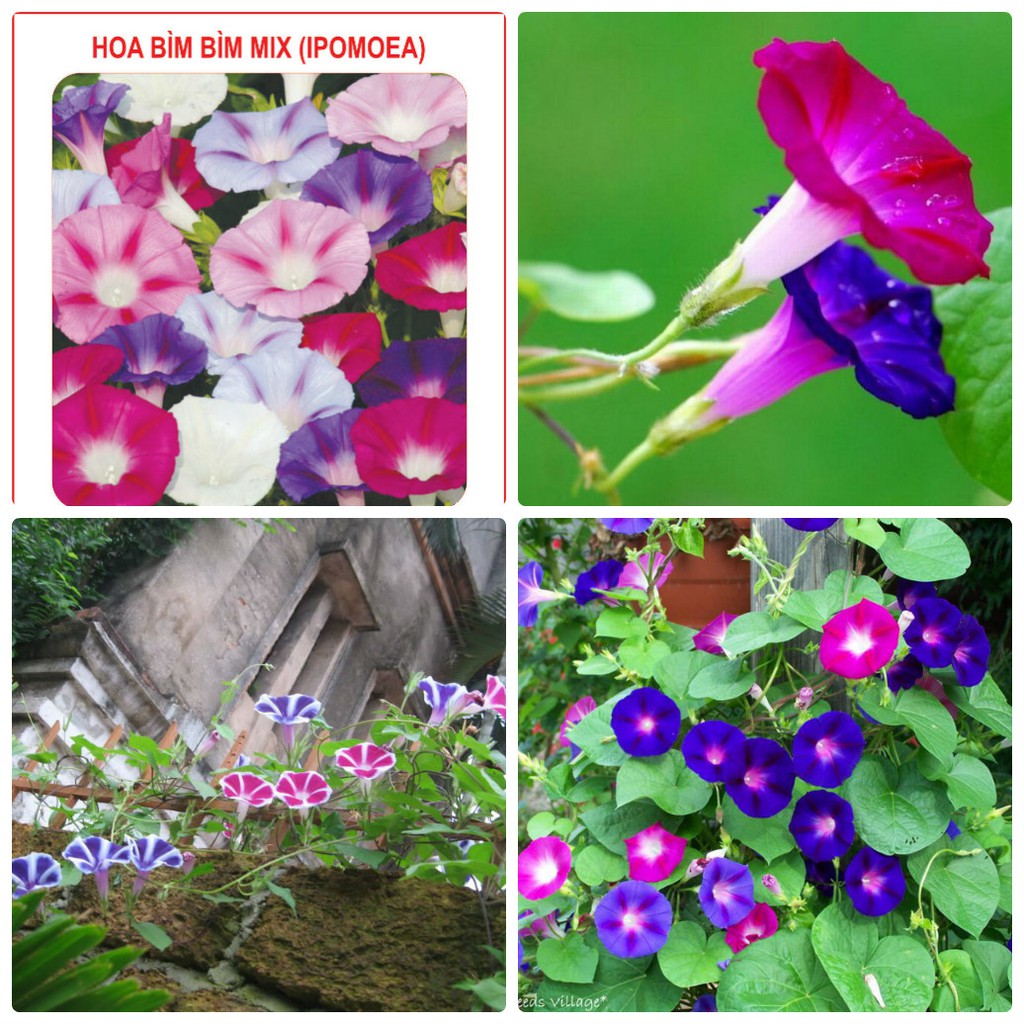 Hạt giống hoa leo giàn bim bim mix màu 20 hạt - HG1