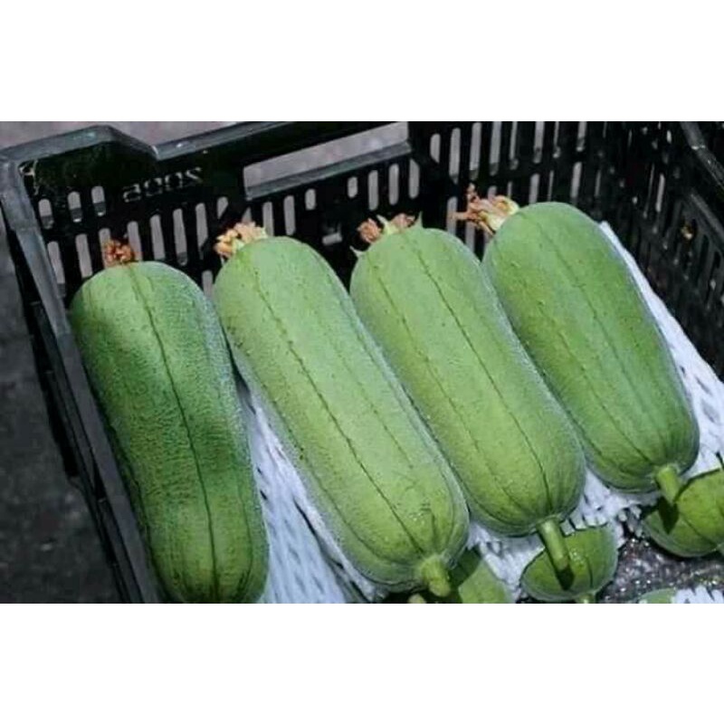 Hạt giống mướp béo tứ quý  .