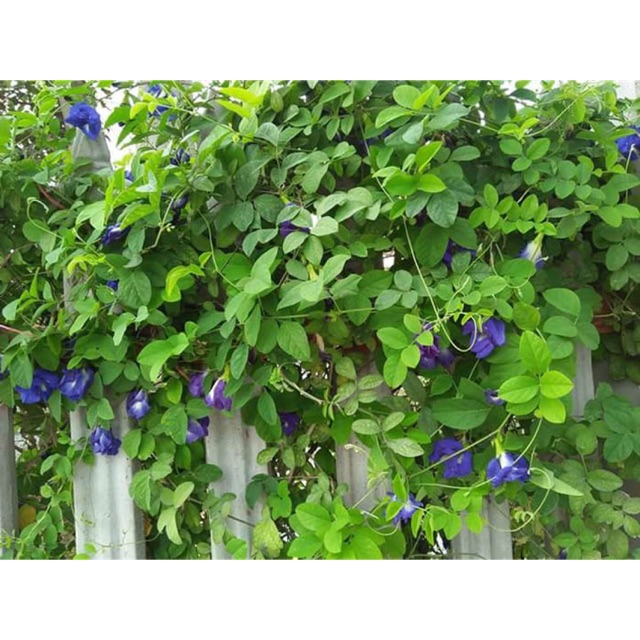 Cây giống Hoa đậu biếc kép | Shopee Việt Nam