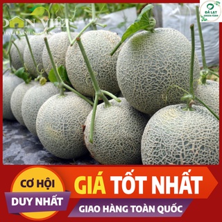 🍈20H - HẠT GIỐNG DƯA LƯỚI (DỄ TRỒNG)🍈