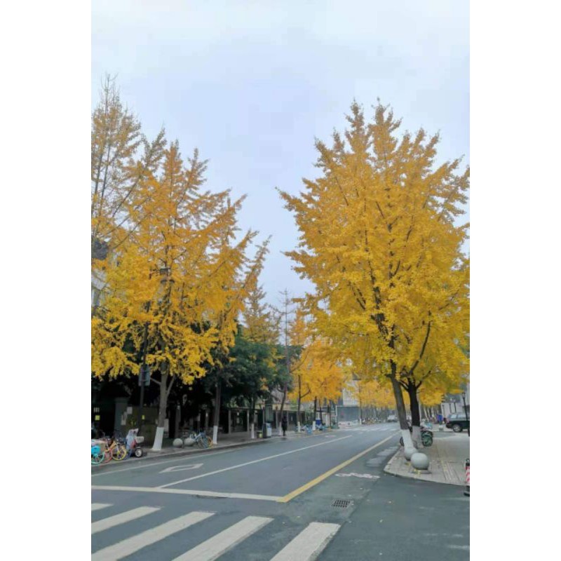 Cành lá vàng, cành lá ngân hạnh làm cây giả