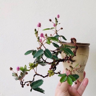 Cây Trinh nữ bonsai dáng thác đổ