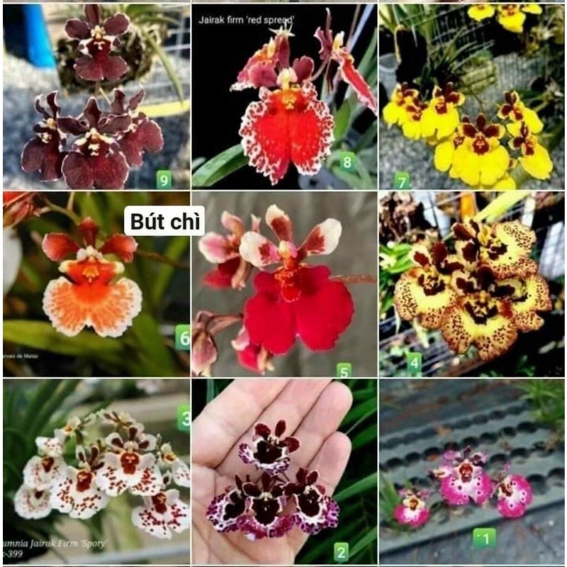 Hoa Lan Vũ Nữ bút chì sỉ 2.5k