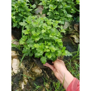 cúc chi rủ