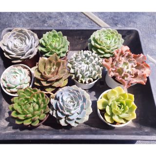 COMBO 10 CÂY SEN ĐÁ SIZE TRUNG